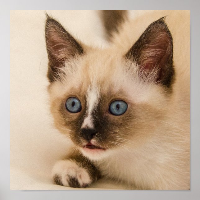 Affiche Cute Kitten aux yeux bleus (Devant)