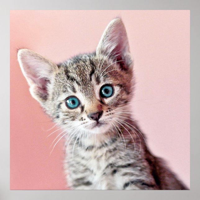 Affiche Cute kitten with blue eyes. (Devant)