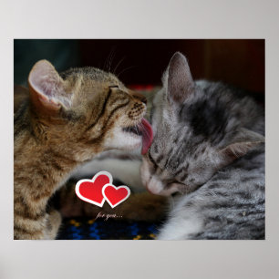 Affiche Cute kittens