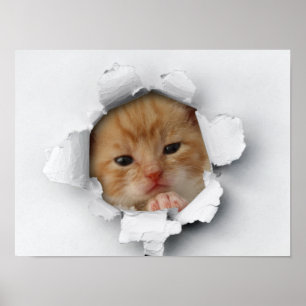 Affiche Cute kitty