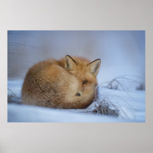Affiche Cute Little Fox Curling Up Winter Photo