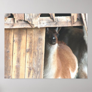 Affiche Cute Llama Dans La Ferme Des Granges