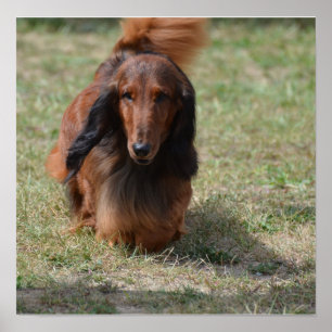 Affiche Cute Long Haired Daschund
