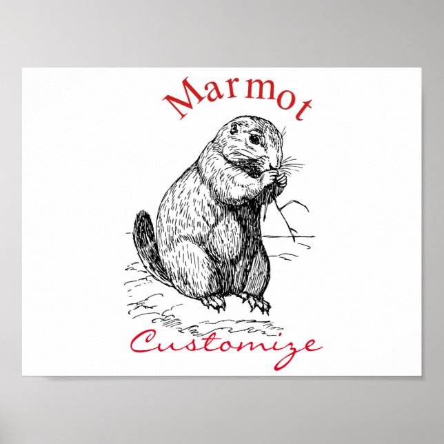 Affiche Cute Marmot Animal Thunder_Cove (Devant)