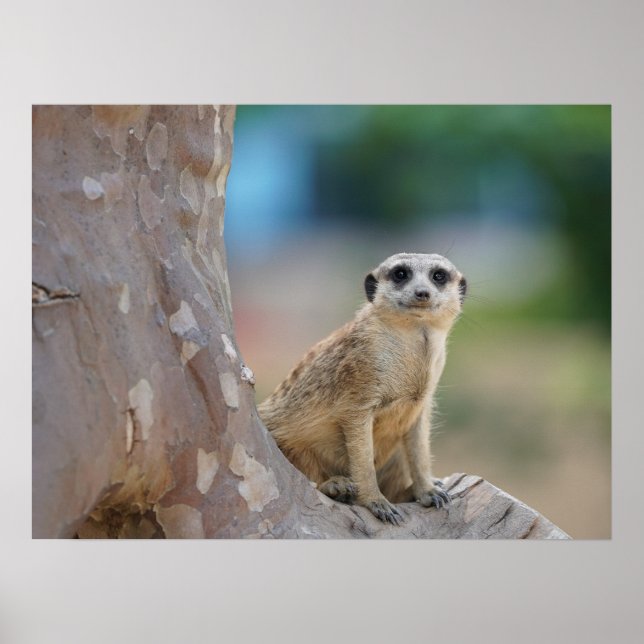 Affiche Cute Meerkat Sat sur arbre (Devant)