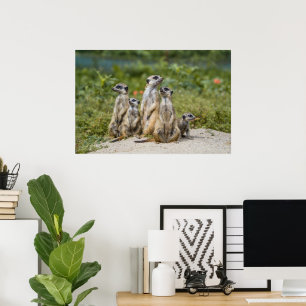 Affiche Cute Meerkats