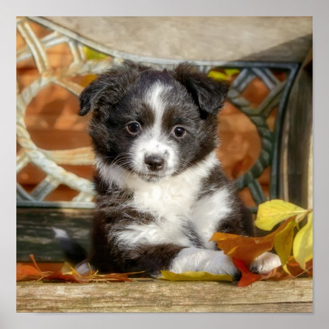 Affiche Cute Mini Aussie Shepherd Dog Bi-Color Puppy _ (Devant)