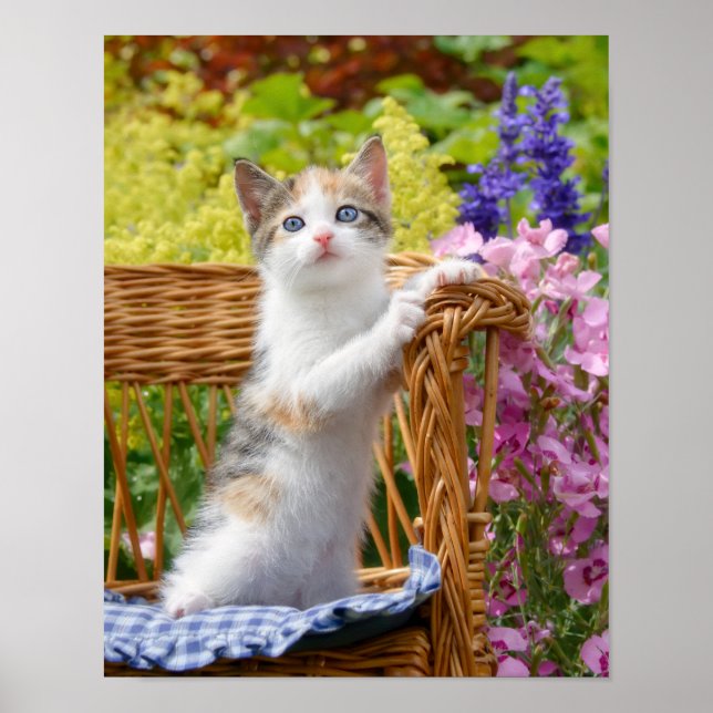 Affiche Cute Nosy Baby Chat Kitten dans un jardin fleuri - (Devant)