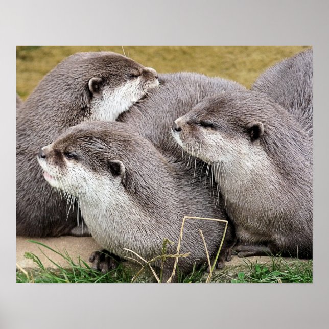 AFFICHE CUTE OTTERS (Devant)