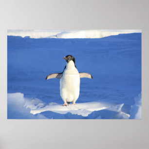 Affiche Cute Penguin