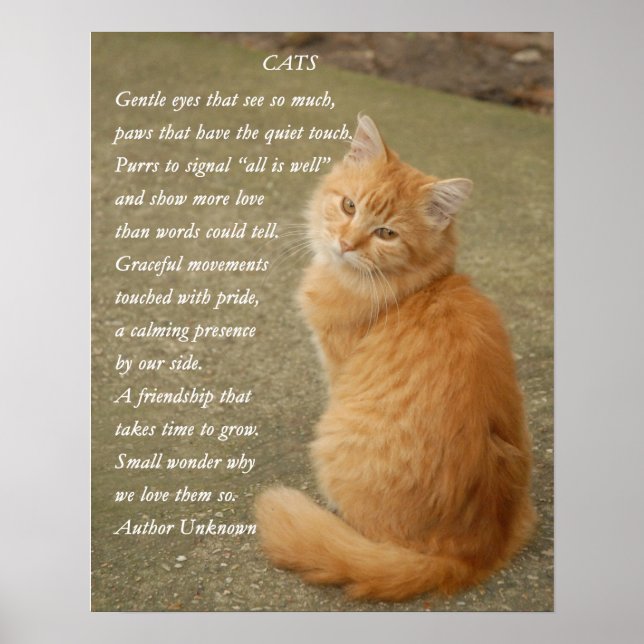 Affiche Cute Poem Orange Kitten Cat (Devant)