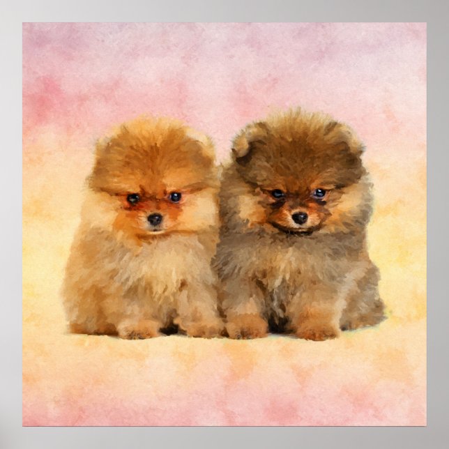 Affiche Cute Pomeranian Allemand Spitz Puppies (Devant)