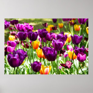 Affiche Cute purple and yellow tulips