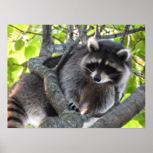 Affiche Cute Raccoon dans un arbre