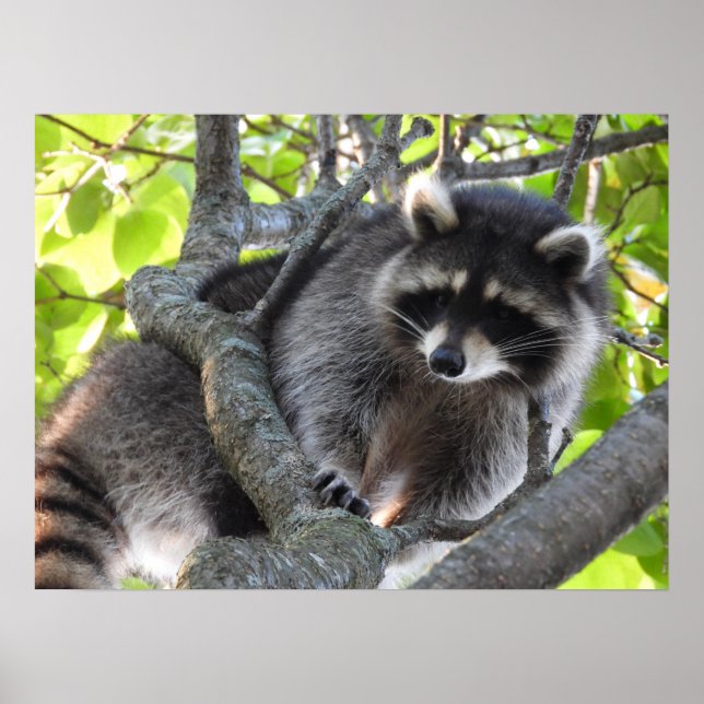 Affiche Cute Raccoon dans un arbre (Devant)