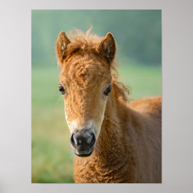 Affiche Cute Shetland Pony Foal Horse Head Photo frontale  (Devant)