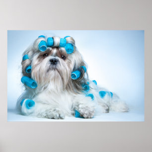 Affiche Cute Shih Tzu