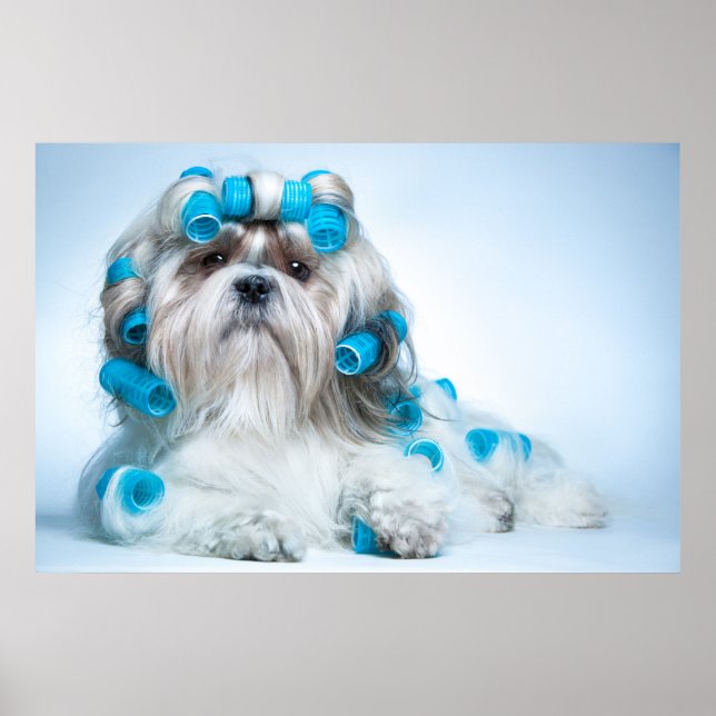 Affiche Cute Shih Tzu (Devant)