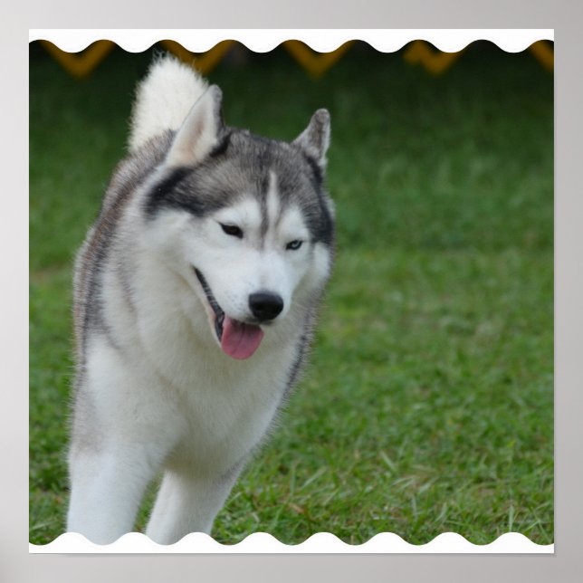 Affiche Cute Siberian Husky (Devant)