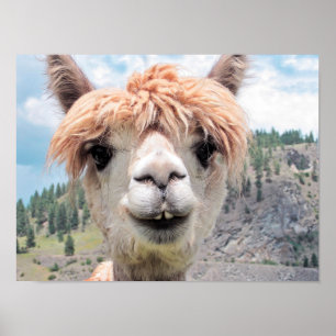 Affiche Cute Smiling Alpaca Photo Image