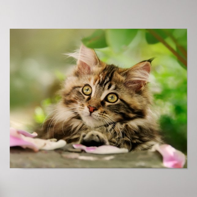 Affiche Cute Tabby Maine Coon Chat Kitten Fluffé Tête Phot (Devant)