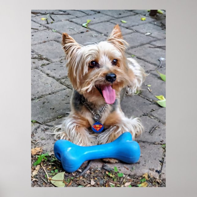 Affiche Cute Terrier (Devant)