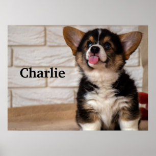 Affiche Cute Tri couleur Pembroke Welsh Corgi Chien Chien 
