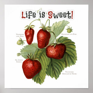 Affiche Cute Vintage fraise variétés La vie est douce