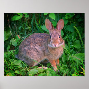 Affiche Cute Wild Brown Rabbit Faune
