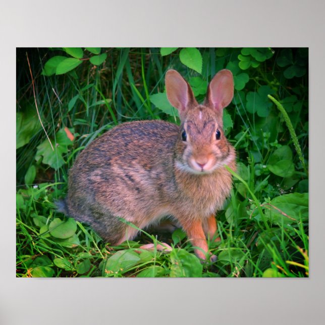 Affiche Cute Wild Brown Rabbit Faune (Devant)