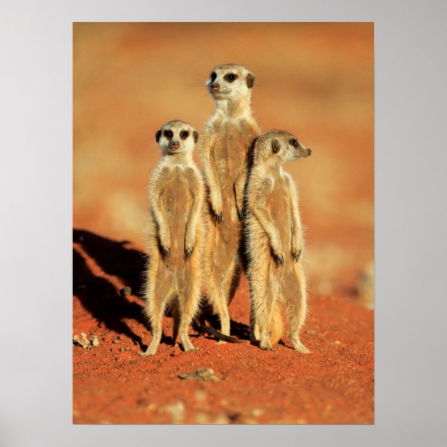 Affiche Cutest Baby Animals | 3 Meerkats (Devant)