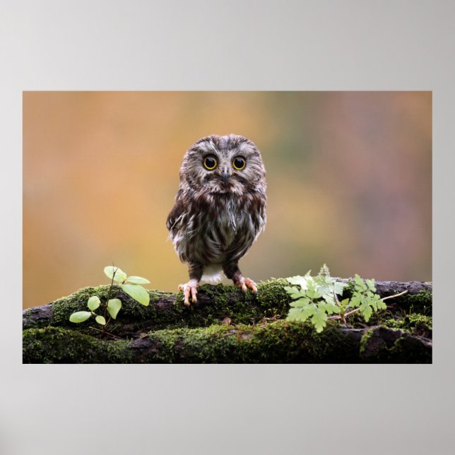 Affiche Cutest Baby Animals | A Baby Owl (Devant)