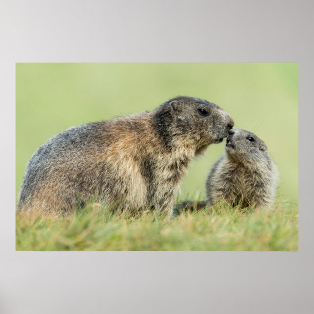 Affiche Cutest Baby Animals | Alpine Marmot Family (Devant)
