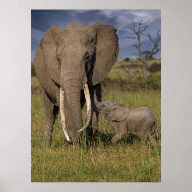Affiche Cutest Baby Animals | Amama Elephant With Baby (Devant)