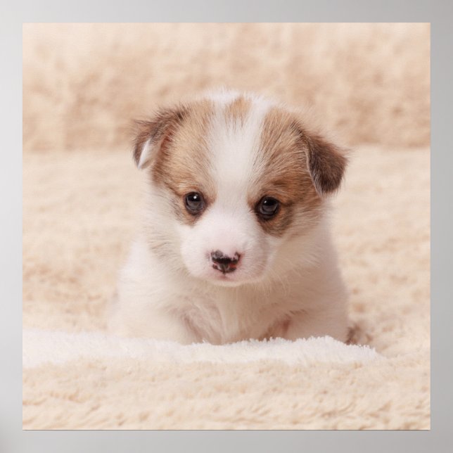 Affiche Cutest Baby Animals | Baby Corgi (Devant)