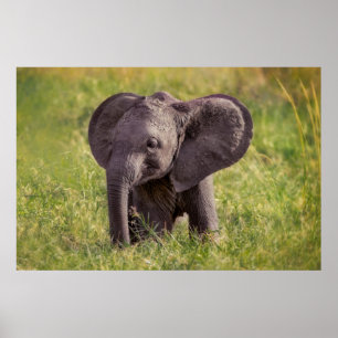 Affiche Cutest Baby Animals Baby Elephant Kenya Africa