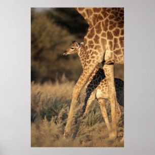 Affiche Cutest Baby Animals Baby Giraffe & Parent