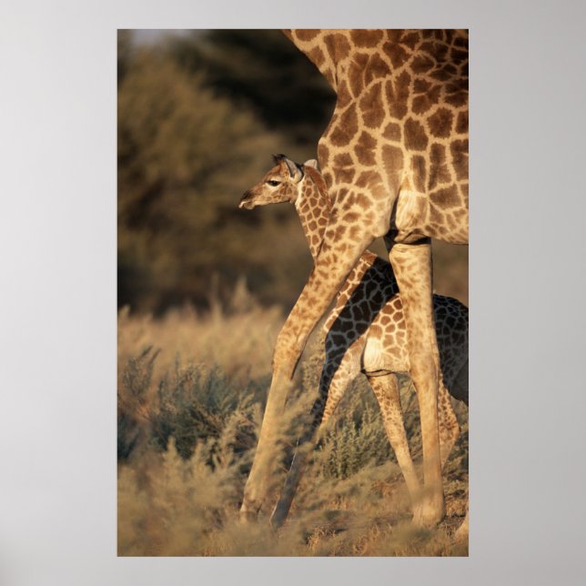 Affiche Cutest Baby Animals | Baby Giraffe & Parent (Devant)