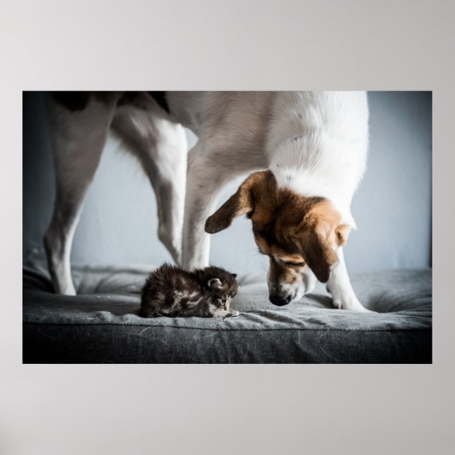 Affiche Cutest Baby Animals | Baby Kitten & Dog (Devant)