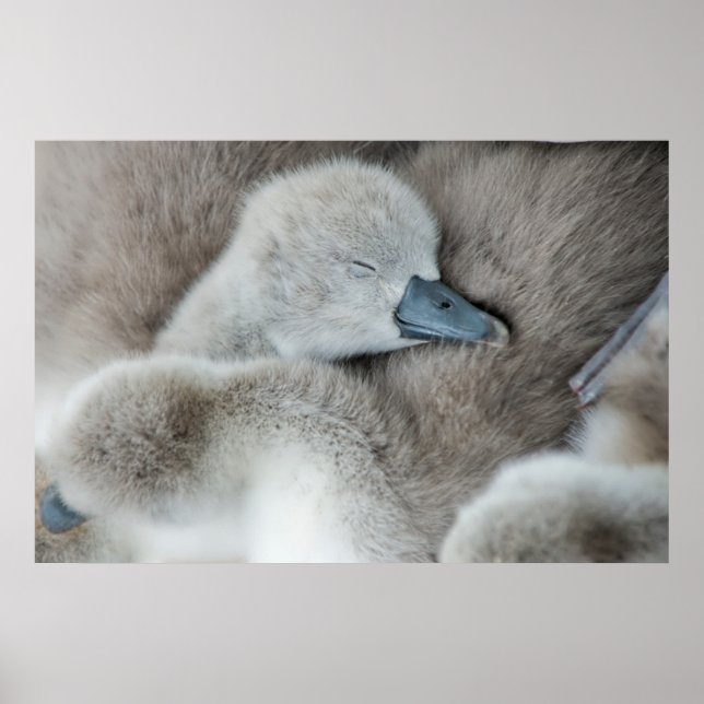 Affiche Cutest Baby Animals | Baby Mute Swan (Devant)