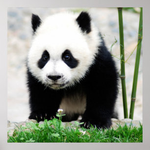 Affiche Cutest Baby Animals Baby Panda Bear