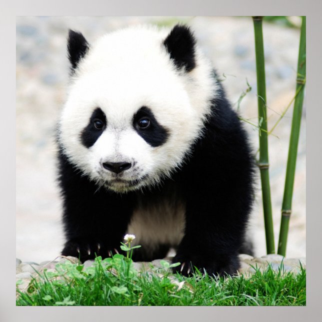 Affiche Cutest Baby Animals | Baby Panda Bear (Devant)
