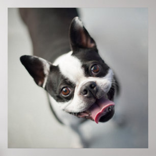 Affiche Cutest Baby Animals Boston Bulldog Smile
