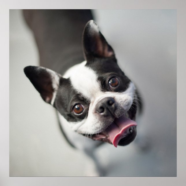 Affiche Cutest Baby Animals | Boston Bulldog Smile (Devant)