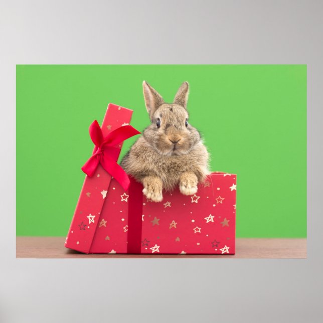 Affiche Cutest Baby Animals | Christmas Holiday Bunny (Devant)