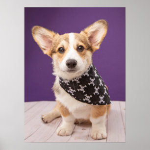 Affiche Cutest Baby Animals Corgi Puppy Skull Bandana