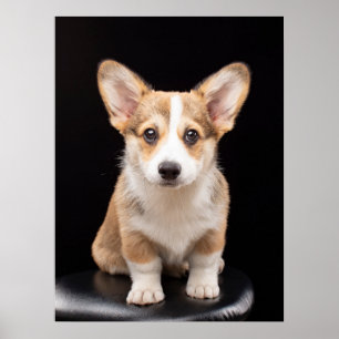Affiche Cutest Baby Animals   Corgi Puppy Standing Tall