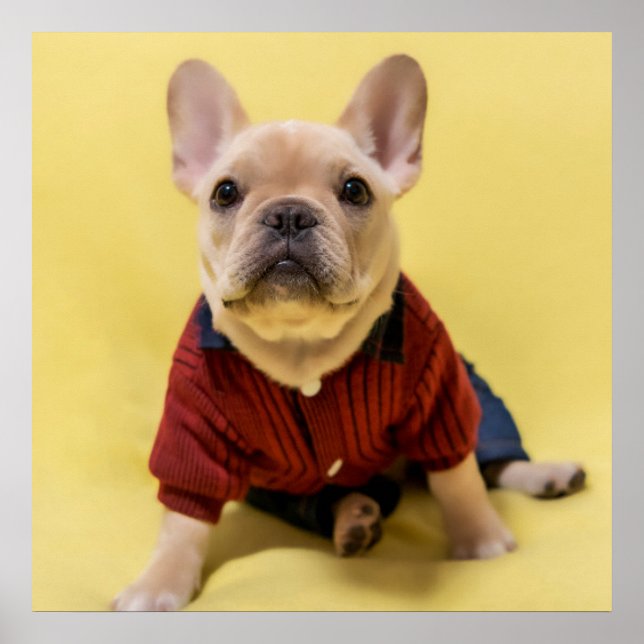 Affiche Cutest Baby Animals | French Bulldog Dressed (Devant)