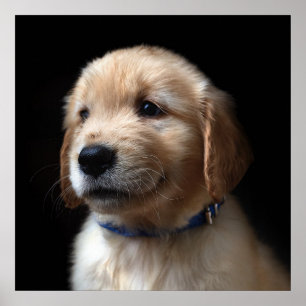 Affiche Cutest Baby Animals   Golden Retriever Puppy