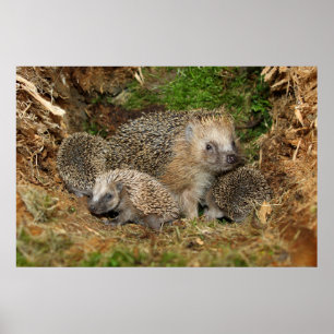 Affiche Cutest Baby Animals Hedgehog Family